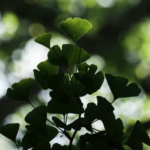 gingko biloba